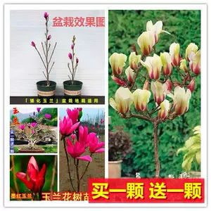 红白大盆栽 新人首单立减十元 22年8月 淘宝海外