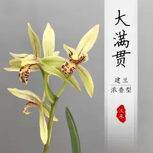 竹兰花叶 新人首单立减十元 22年9月 淘宝海外 竹兰花叶 新人首单立减十元 22年9月 淘宝海外