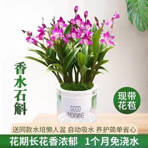 花奔盆栽 新人首单立减十元 22年10月 淘宝海外