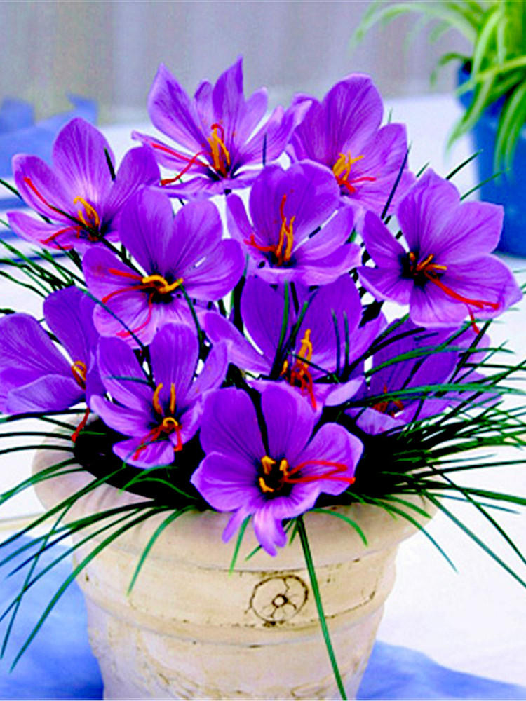 药用藏红花种球番红花室内外正宗藏红花大种球苗盆栽花卉花种籽子