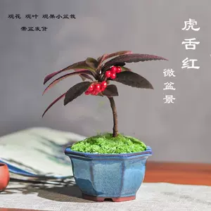 苔玉盆景 Top 300件苔玉盆景 22年12月更新 Taobao