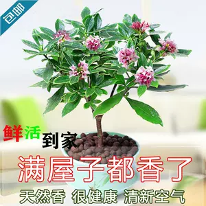 冬天开花的花卉 新人首单立减十元 22年7月 淘宝海外