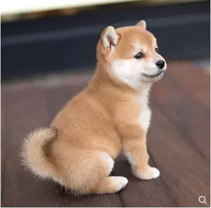 柴犬幼犬出售- Top 500件柴犬幼犬出售- 2023年11月更新- Taobao