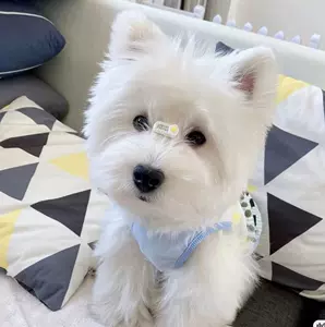 宠物狗狗京巴幼犬- Top 71件宠物狗狗京巴幼犬- 2023年1月更新- Taobao