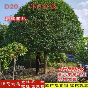 红桂花树苗 新人首单立减十元 22年11月 淘宝海外