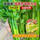 Four seasons fruits, small parsley seedlings, large celery seedlings, old varieties, celery root seedlings, celery seeds, autumn vegetable seedlings
