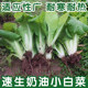 Four seasons cream cabbage seeds fast vegetable seeds green vegetables cabbage small cabbage seeds vegetable seeds vegetable seeds potted plants
