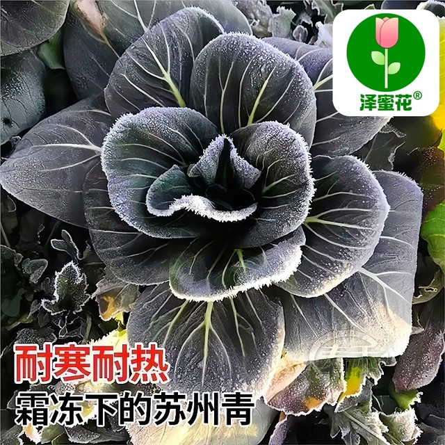Black leaves, short-footed Suzhou green seeds, black big-headed greens, cold-resistant green stems, small rapeseed, black rapeseeds, vegetable seeds