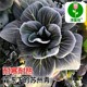 Black leaves, short-footed Suzhou green seeds, black big-headed greens, cold-resistant green stems, small rapeseed, black rapeseeds, vegetable seeds