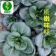 Black leaves, short-footed Suzhou green seeds, black big-headed greens, cold-resistant green stems, small rapeseed, black rapeseeds, vegetable seeds