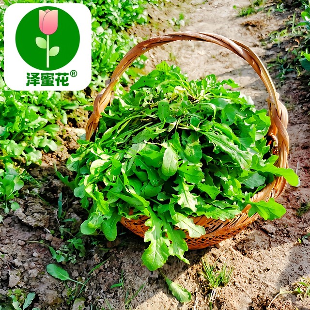 Wild shepherd's purse seeds sowing and eating wild vegetable seeds solitary spandex seeds vegetables medicinal dandelion vegetable seeds