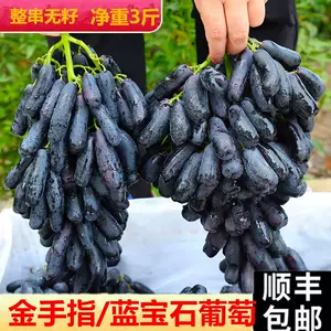 非対面販売 623.新鮮黒提子 葡萄黒ぶどう種無し+新鮮さくらんぼ