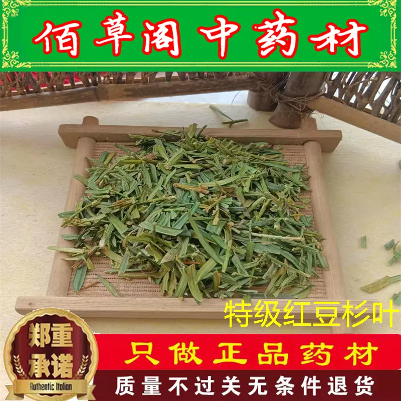 特级正品红豆杉叶中药材新货无硫红豆杉叶子含紫彬醇500g包邮-Taobao