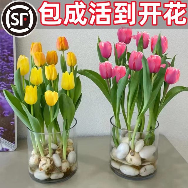 Tulip species ball Hydroponic flowers and plants indoor flowers flowing four seasons flowering seeds potted flower seedlings cultivated water cultivation