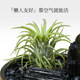 Natural crystal obsidian tourmaline diffuser micro landscape home interior desktop decoration air pineapple ornament