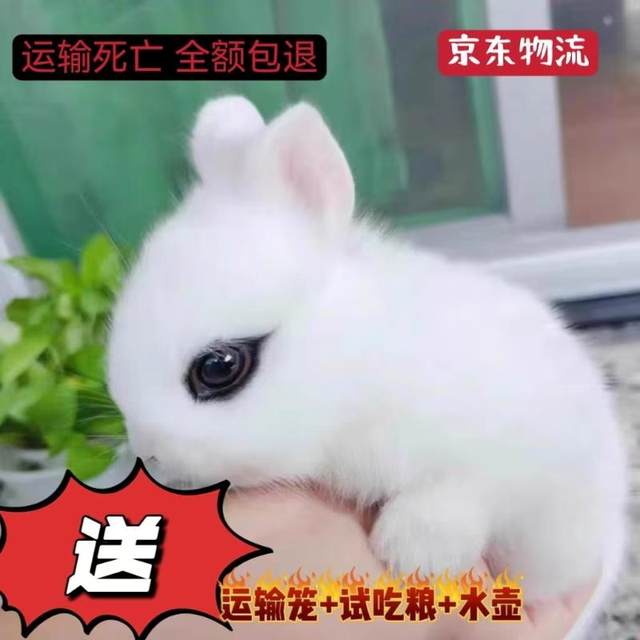 Pet rabbit live animal dwarf rabbit lop-eared rabbit teacup rabbit ...
