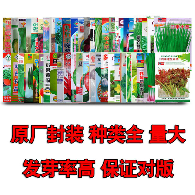 Family Vegetable Seeds Sowing Coriander Lettuce Chili Tomato Seeds Soiled in the Balcony Pot Planting Farmhouse