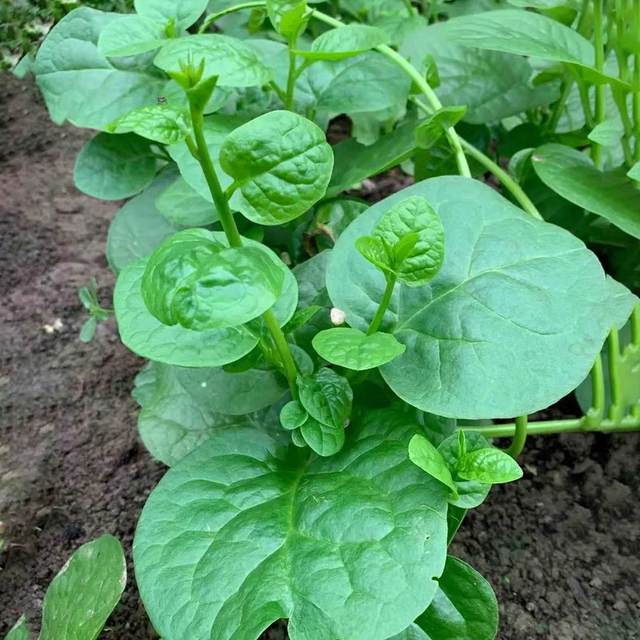 Thick big leaf fungus seeds vegetable seeds planted in all seasons summer seedlings small green vegetables balcony potted vegetable seedlings