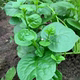 Thick big leaf fungus seeds vegetable seeds planted in all seasons summer seedlings small green vegetables balcony potted vegetable seedlings