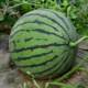 8424 watermelon seedlings potted Kirin large watermelon seeds southern grafted seedless watermelon fruit and vegetable seedlings