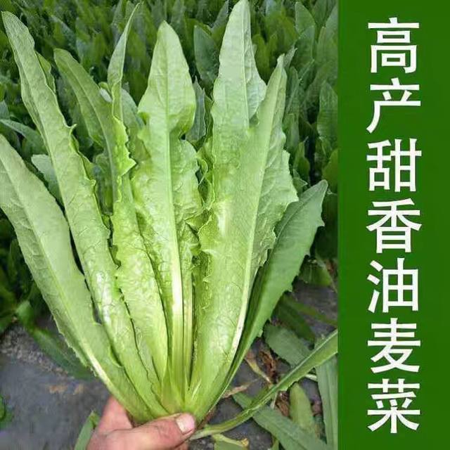 Oily wheat seeds with large leaves and heat resistance in all seasons farmhouse balcony potted plant spring oily wheat seeds