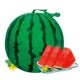 8424 watermelon seedlings potted Kirin large watermelon seeds southern grafted seedless watermelon fruit and vegetable seedlings