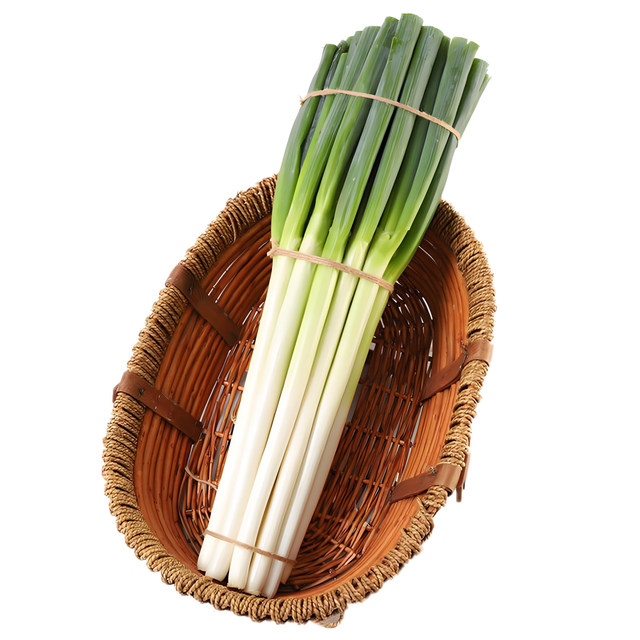 Long white striped green onion seeds can be planted in all seasons, cold-resistant seeds, and the seasonal farm vegetable seeds are heat-resistant and cold-resistant.