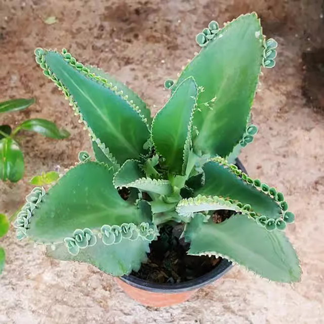 Phoenix succulents wide-leaf Phoenix potted lace princess large leaves fall to the ground and take root, heat-resistant and easy to maintain