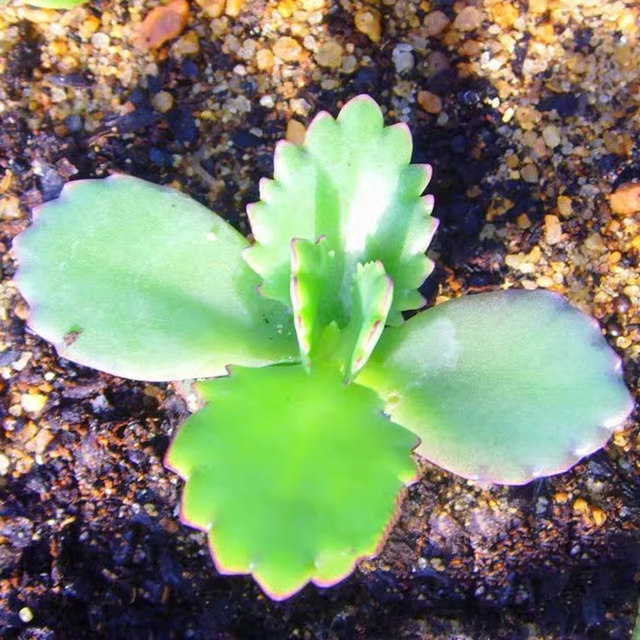 Phoenix succulents wide-leaf Phoenix potted lace princess large leaves fall to the ground and take root, heat-resistant and easy to maintain