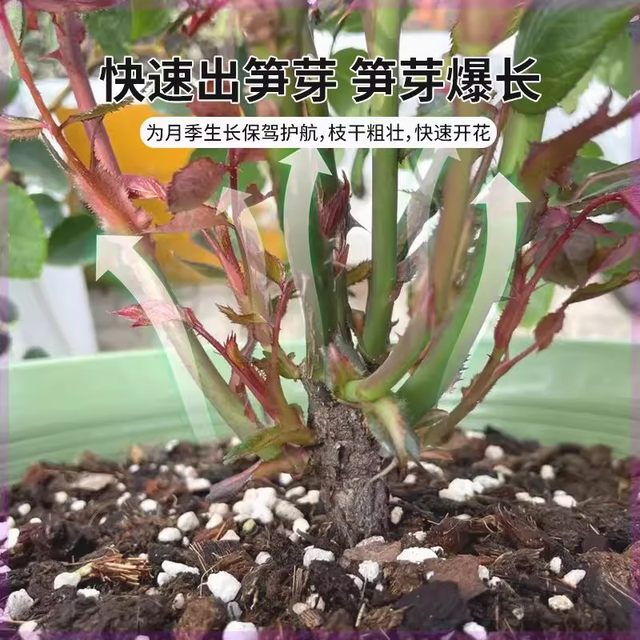 Rose Bamboo Shoot Fertilizer Rose Flower Special Potted Home Gardening Nitrogen Phosphorus Potassium Fertilizer Flowers