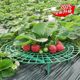 Strawberry tray rack anti-rot strawberry rack support grid round fruit stand green gardening stable support rack