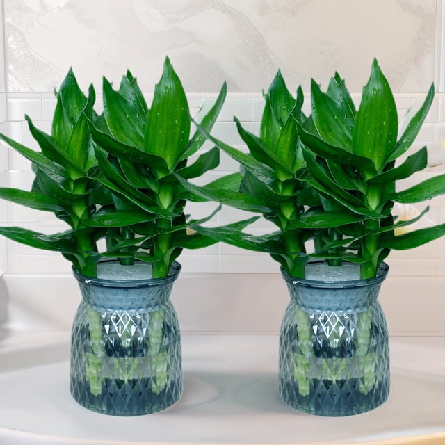 Guanyin Bamboo Fugui Bamboo Wenchang Bamboo Four Seasons Winning Water Cultivation Green Plant Indoor Bedroom Purify Air and Removal of Formaldehyde Plants