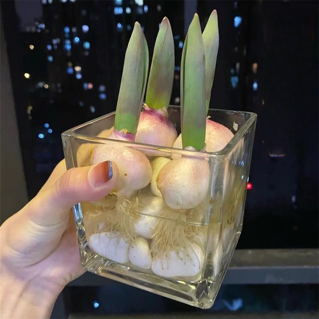 Imported tulip balls hydroponic flowers and plants bloom all seasons seeds indoor pots and seedlings water to keep them alive