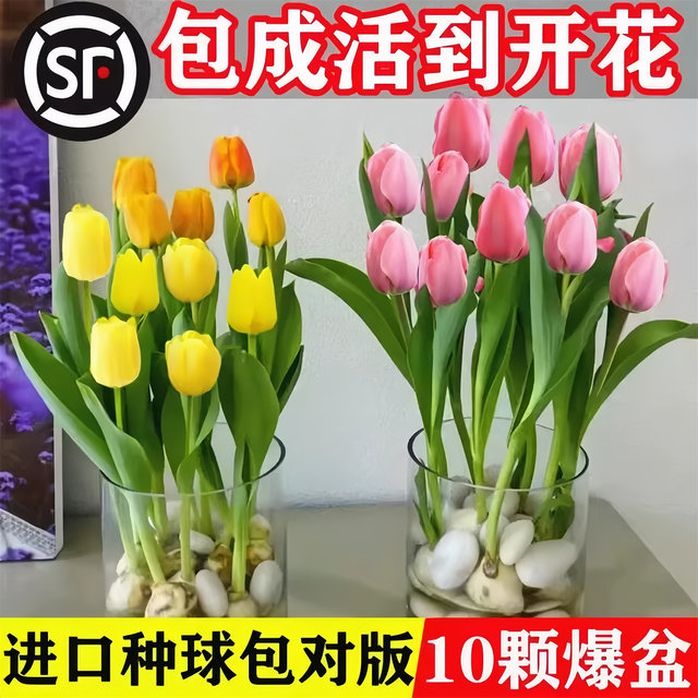 Imported tulip balls hydroponic flowers and plants bloom all seasons seeds indoor pots and seedlings water to keep them alive