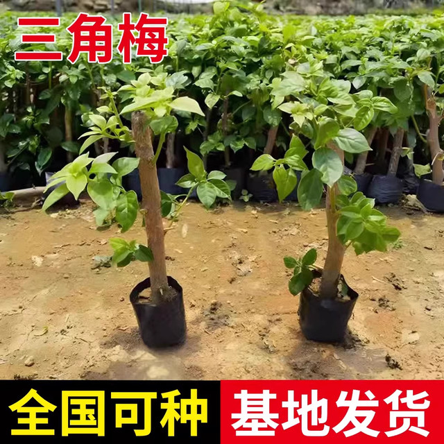 Double bougainvillea potted plants, large seedlings, old piles of flowers, indoor and outdoor climbing plants, red plum flowers bloom in all seasons and are easy to maintain.