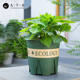 
Jiuqiangu gallon flowerpot 5 gallons high upgraded gardening flowerpot green radish succulent flowerpot planting home plastic