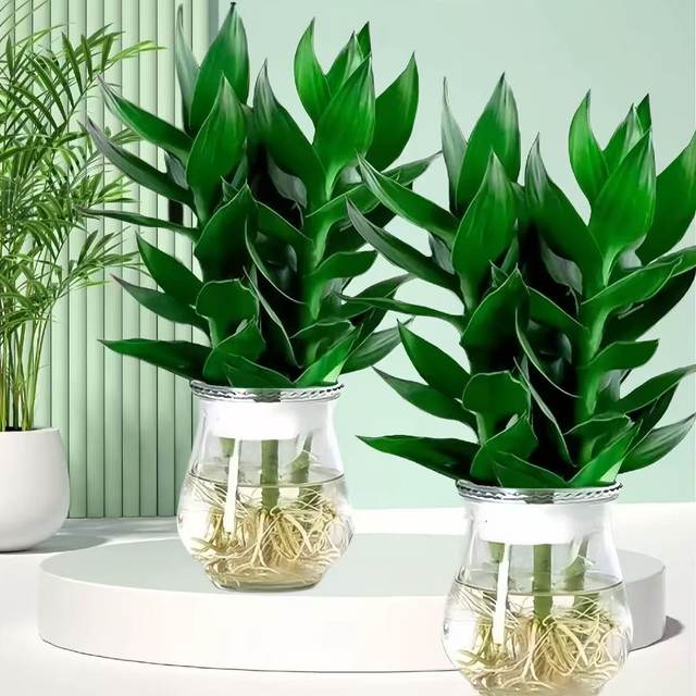 Hydroponic Guanyin Bamboo Rich Bamboo Indoor Potted Plants Flowers Green Plants Living Room Four Seasons Evergreen Potted Plants Purify the Air