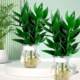 Hydroponic Guanyin Bamboo Rich Bamboo Indoor Potted Plants Flowers Green Plants Living Room Four Seasons Evergreen Potted Plants Purify the Air