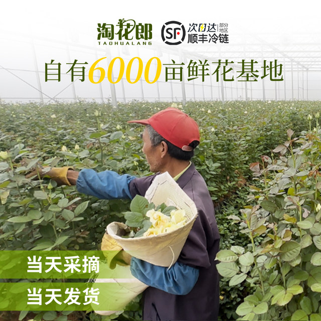 Flowers Yunnan base straight hair red roses lilies sunflowers daisies home flower inserts fresh cut flowers wholesale