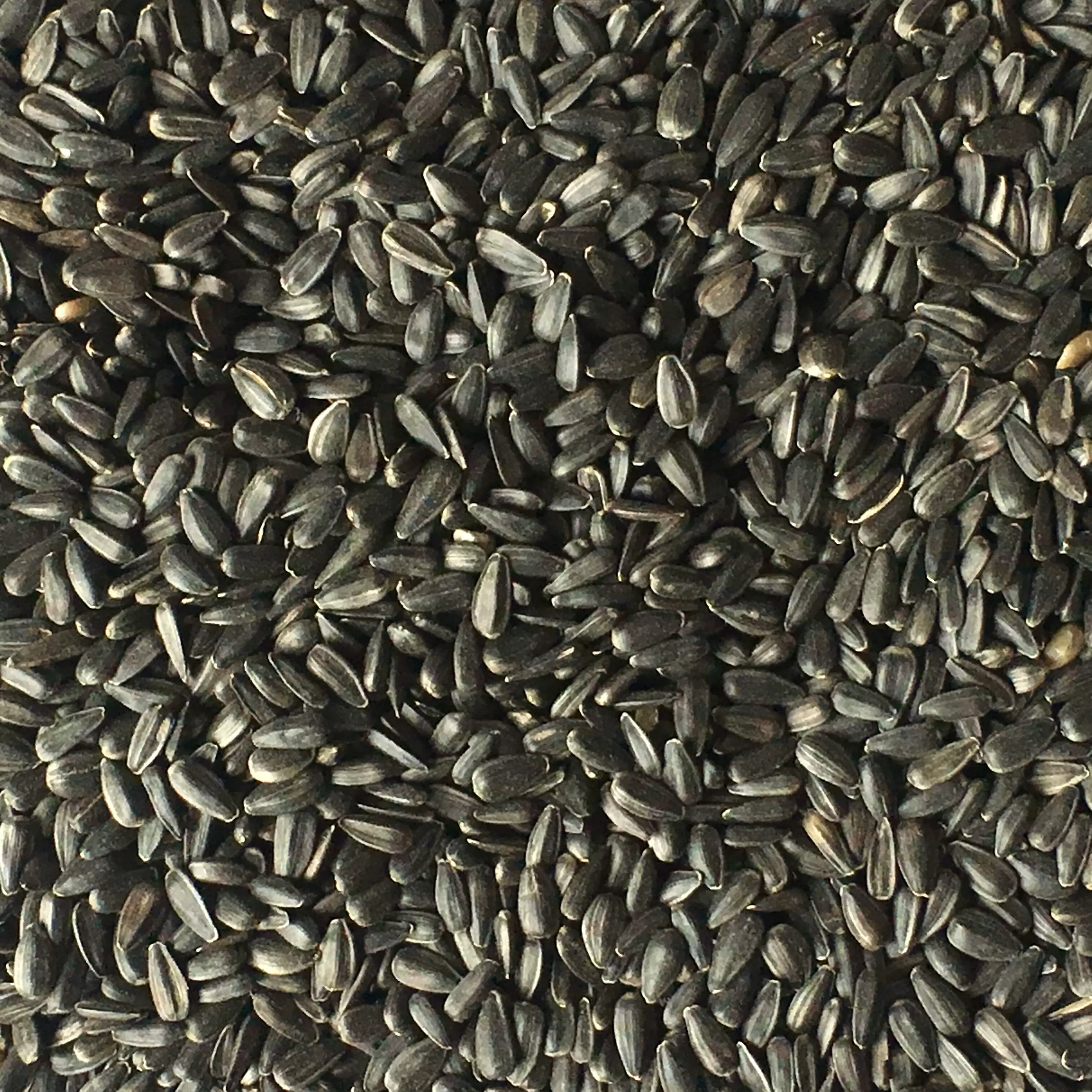 黑珍珠小瓜子 葵花子 油葵籽鸟食仓鼠零食鸟粮鸽粮