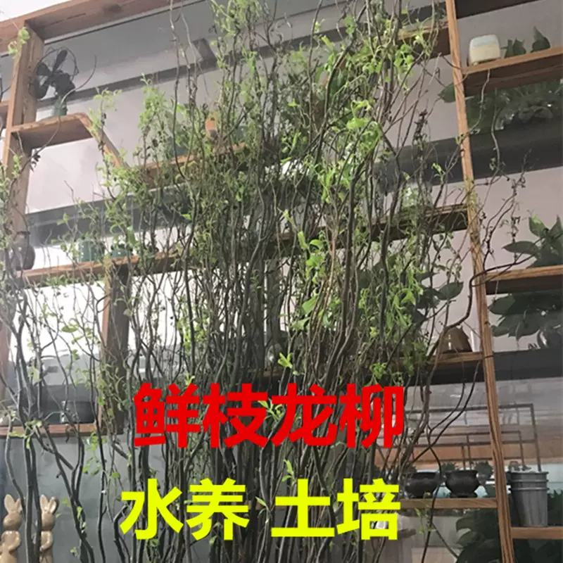 鲜龙柳插花辅材活龙柳婚庆专用拱门云龙柳鲜枝