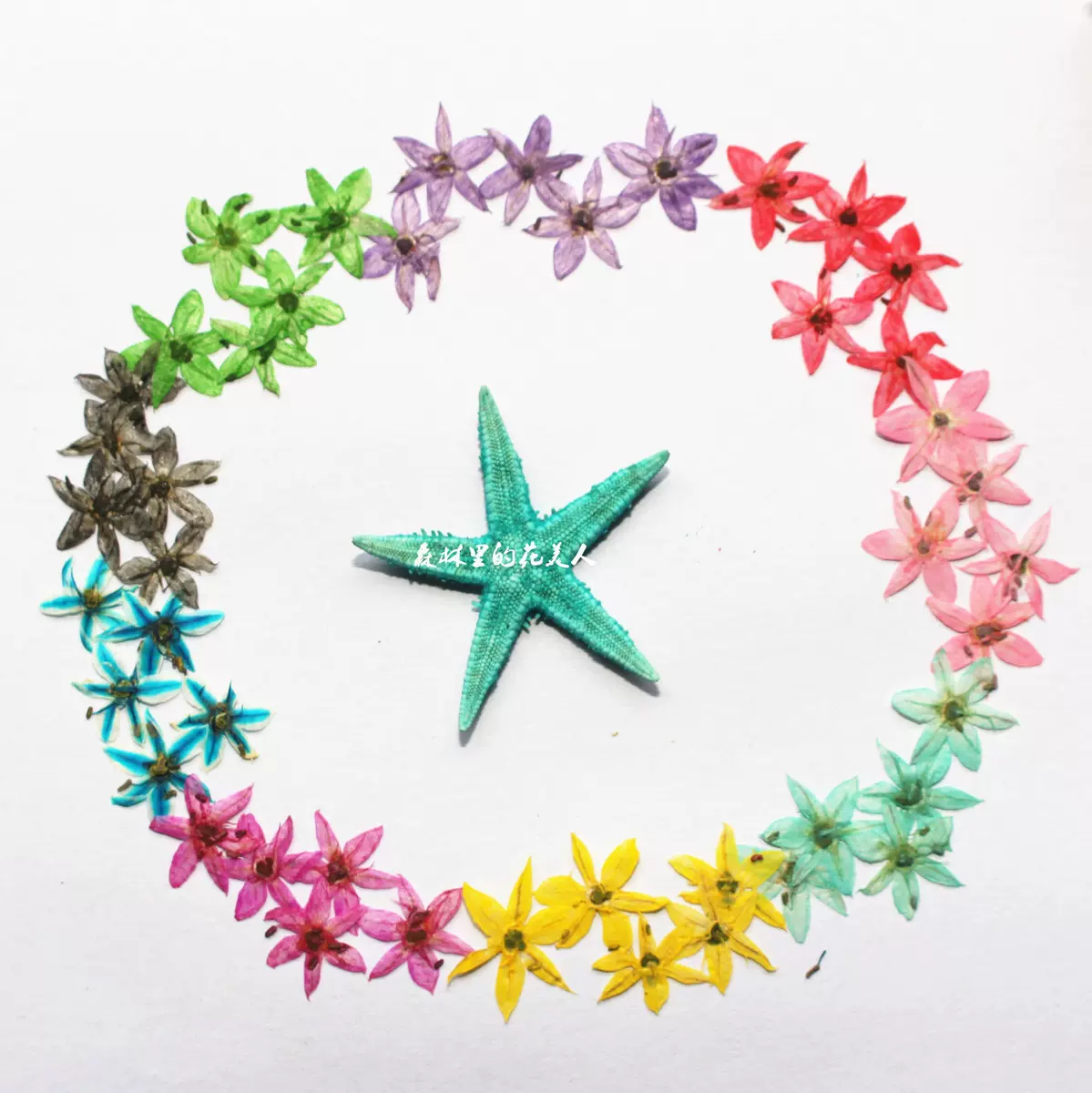 花美人野韭菜花壓花韭苔韭花星星形乾燥花押花