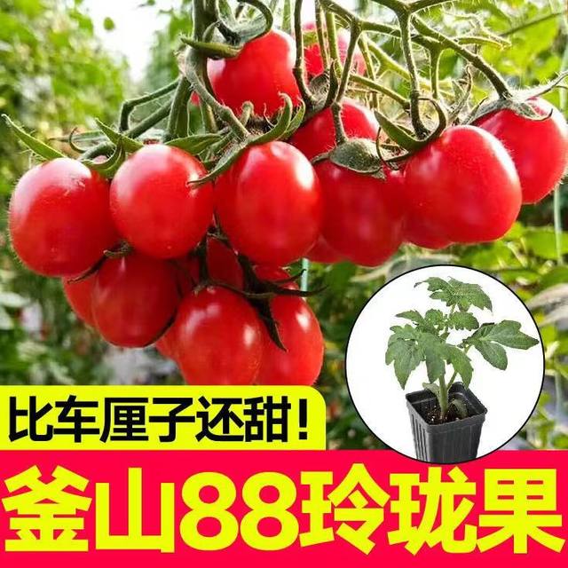 Authentic super sweet Busan 88 exquisite fruit seedlings with soil ball cherry tomato seeds four seasons spring and autumn potted tomato seeds