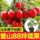 Authentic super sweet Busan 88 exquisite fruit seedlings with soil ball cherry tomato seeds four seasons spring and autumn potted tomato seeds