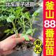 Authentic super sweet Busan 88 exquisite fruit seedlings with soil ball cherry tomato seeds four seasons spring and autumn potted tomato seeds