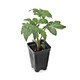 Authentic super sweet Busan 88 exquisite fruit seedlings with soil ball cherry tomato seeds four seasons spring and autumn potted tomato seeds