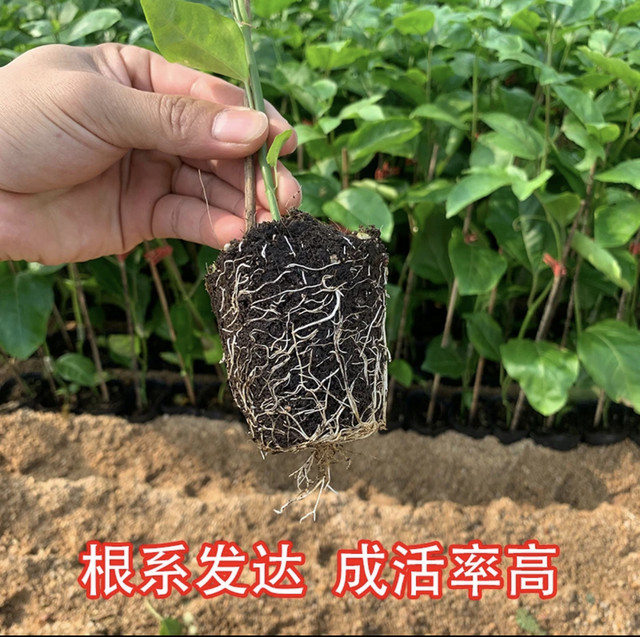 Pure Sweet Qinmi No. 9 Golden Passion Fruit Seedlings Four Seasons Four Seasons Grapping Potted Potted Potted Pot in the Garden of the Miao Balcony Tower