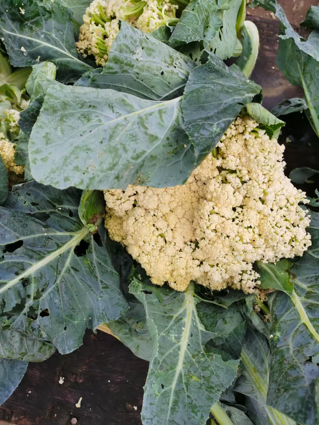 新鲜蔬菜花椰菜花菜绿色蔬花有机花菜散菜花白菜现砍发货