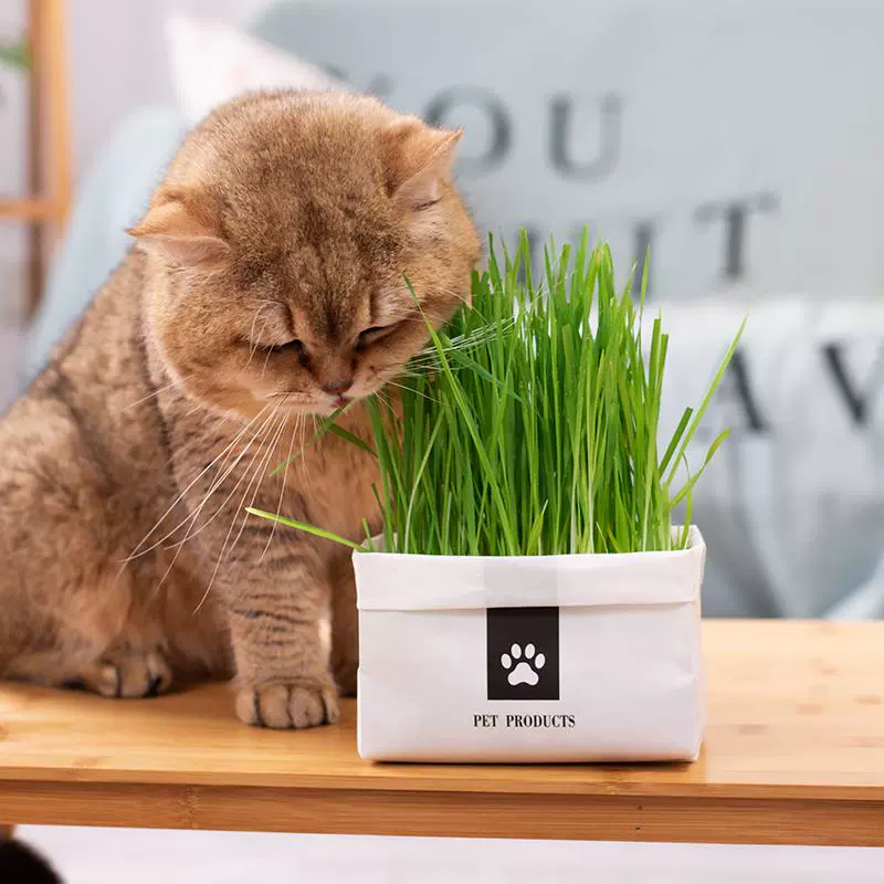 无土盆栽 新人首单立减十元 21年11月 淘宝海外