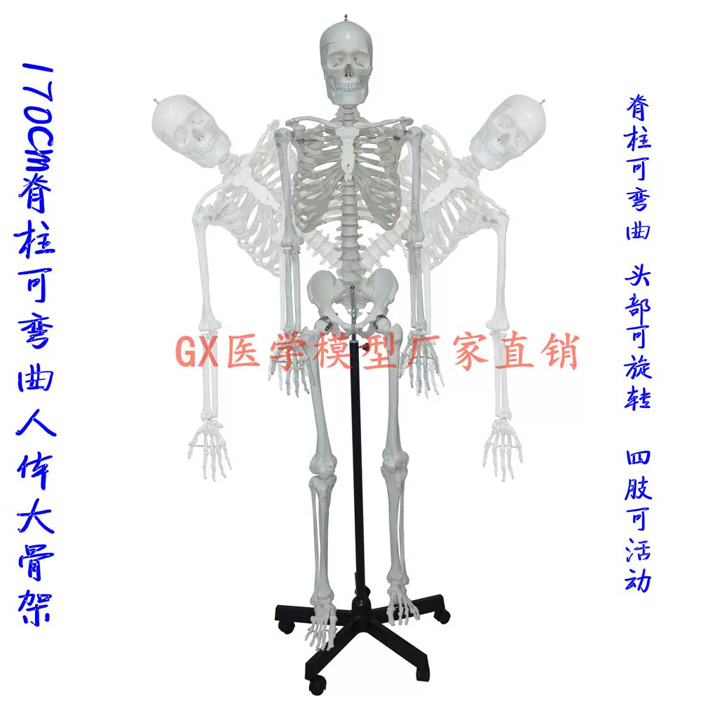 背骨 脊柱 骨格標本 模型 骨盤・大腿骨付き カイロプラクティック 整体 